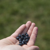Heidelbeeren aus dem Entztal 