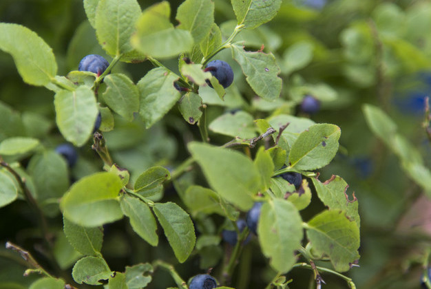 Heidelbeeren-Strauch - Wellnesshotel Rothfuss