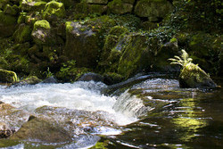 Bad Wildbad Bach